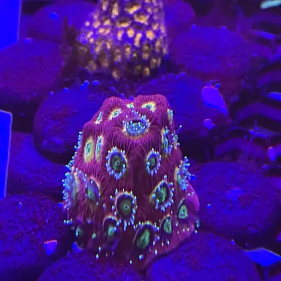 Purple Flaym boi favia, purple, red, yellows, pink, brain coral