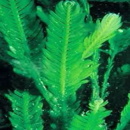 Live Saltwater Caulerpa Mexicana Fern Frag Marine Macro Algae Reef Refugium