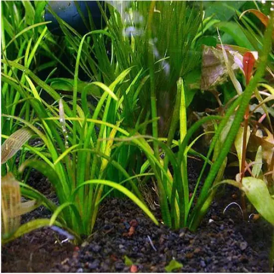 BUY 2 GET 1 FREE Dwarf Sagittaria Subulata Live Aquarium Plants