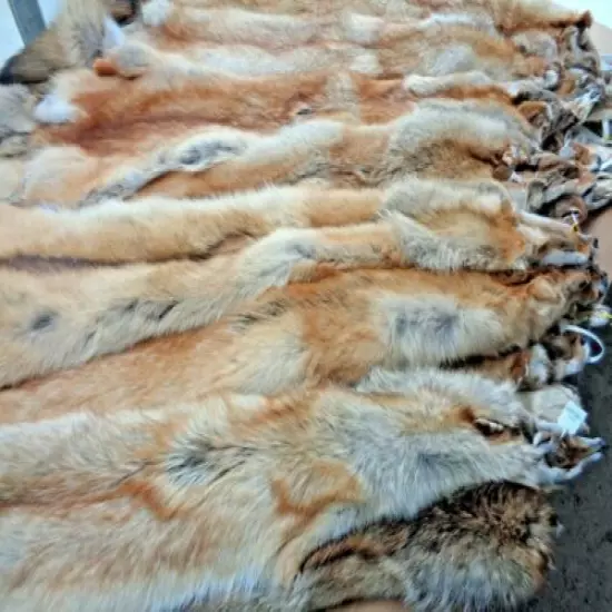 Tanned Western XXL Semi-Hvy Rare Red Coyote Hide #1 Grade/Furs/Taxidermy/Crafts