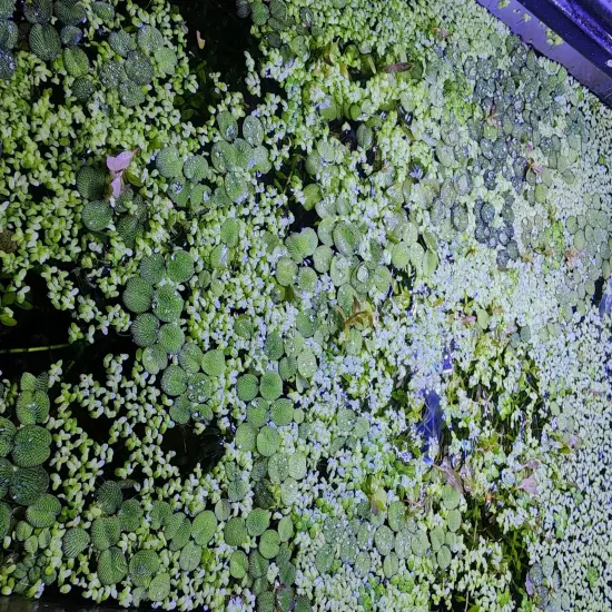 Salvinia Minima And Duck Weed Floating Plants. Read Description. 1 Cup +