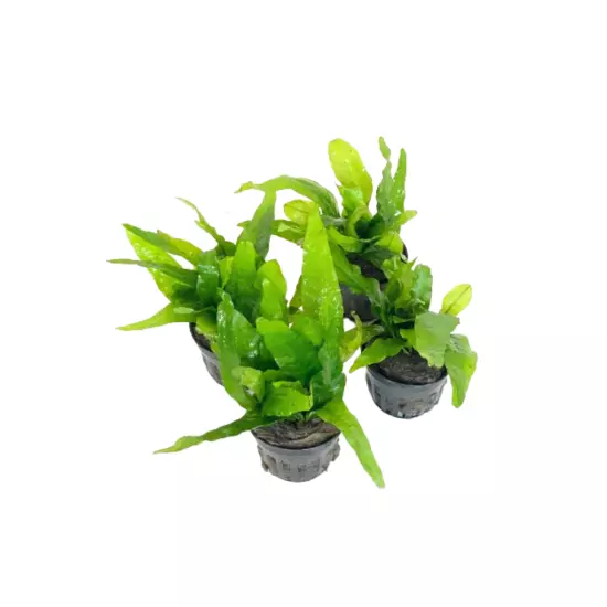 Pack 4 Java Fern Microsorum Pteropus Potted Live Plant Decoration Fresh Aquarium