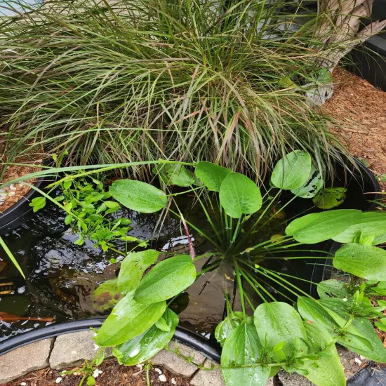 Amazon Sword Plant Buy 2 Get 1 Free Aquarium Or Pond