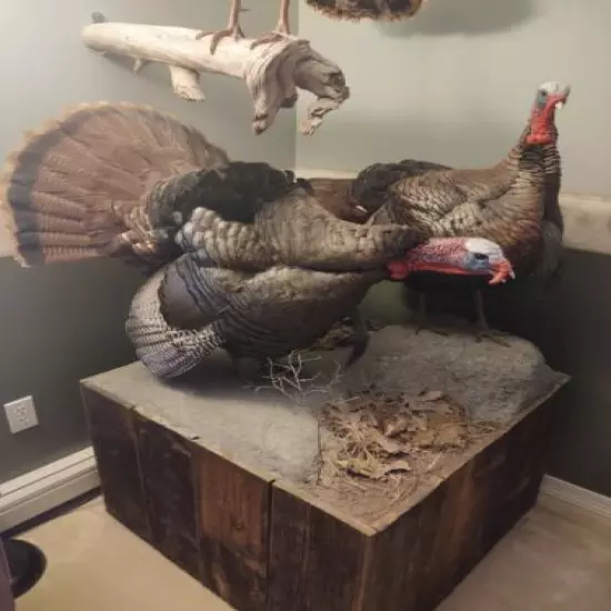 Trophy Tukey Mount on Nice Barn Board Base