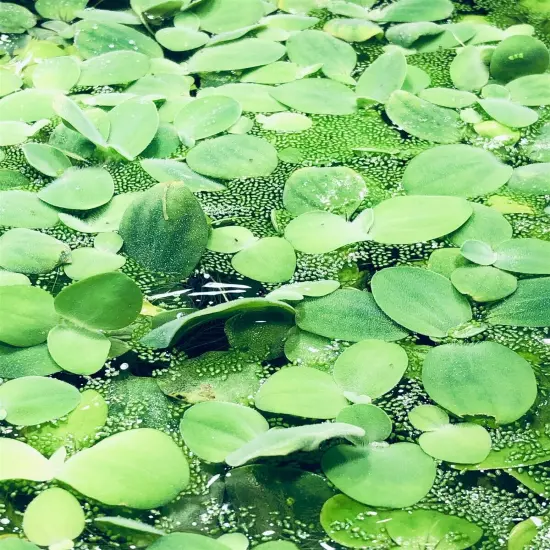 4 Water Lettuce SM/Baby Water Lettuce Freshwater Floating Plants Pond/Tank