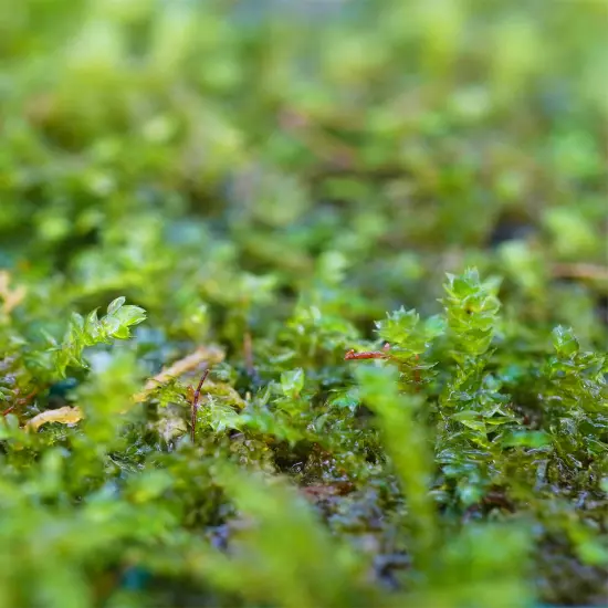 Java Moss Mats Vesicularia Dubyana Live Plants Aquatic Tank Nature Freshwater