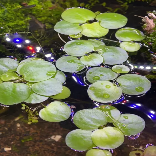 Red Root floaters Phyllanthus Fluitans Aquarium Floating 1 cup +Mystery Plant