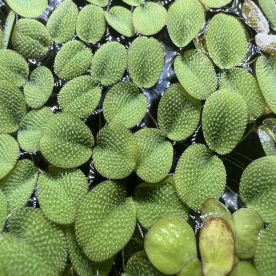 1/2 cup (80-90Leaves)Salvinia Minima Aquarium Floating Plant BUY 2 GET 1 FREE