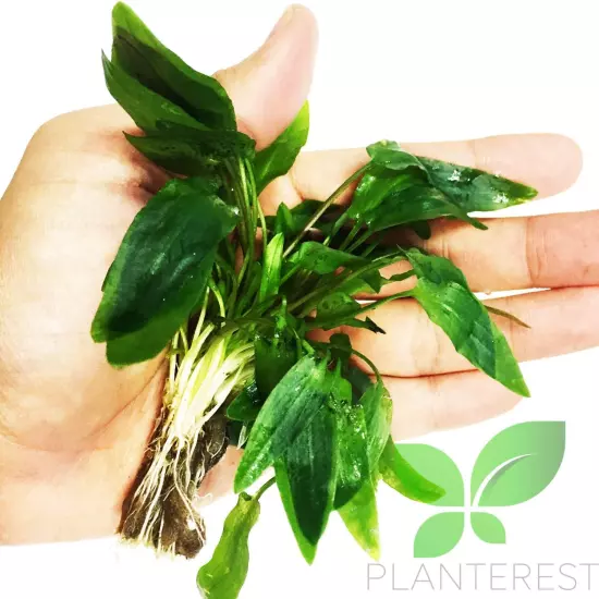 - Cryptocoryne Wendtii Green Potted Easy Live Aquarium Plant Decorat