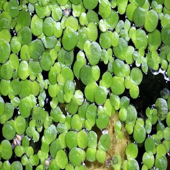 4 Cups Duckweed live Plant BUY2GET1 FREE Aquarium POND NO INSECTS/PARASITES FAST