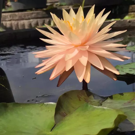 Buy2Get1Free Pink Sunny Hardy Waterlily Live Fresh Plants Pond Flower Colorful