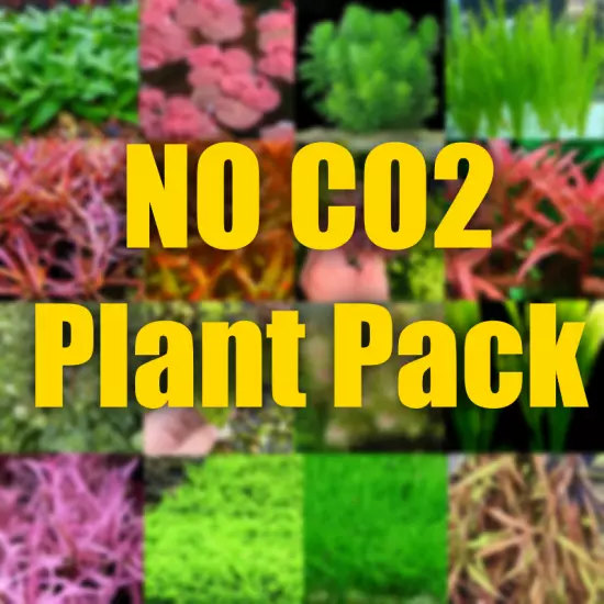 $20 No Co2 Plant Pack! No Co2 Required all easy aquarium plants!