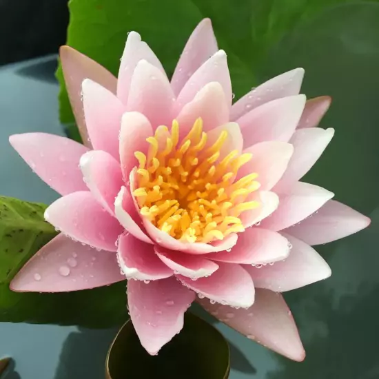 Buy2Get1Free Red Ploi Dang Tropical Waterlily Live Freshwater Plants Pond Flower