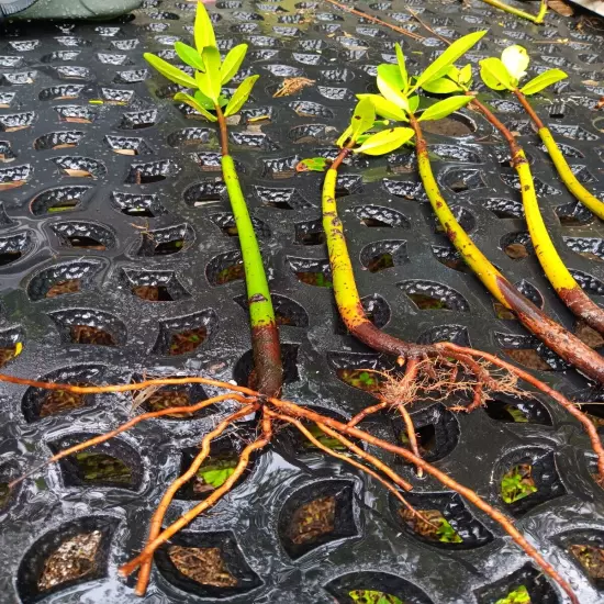 5 Red Mangrove Tree Live Plants With Roots! Aquarium Freshwater Saltwater! Tank 