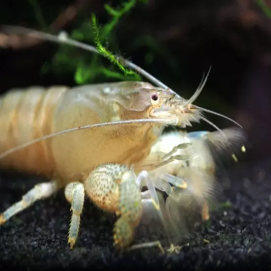 Vampire AKA Viper Shrimp (Atya gabonensis)