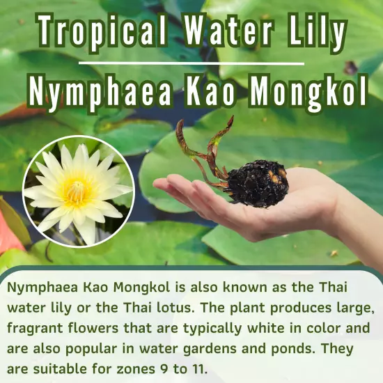 Buy2Get1Free White Kao Mongkol Tropical Waterlily Live Fresh Plant Pond Colorful