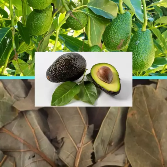 Dried Avocado Leaves 100% Organic Natural hojas de Aguacate Free Shipping