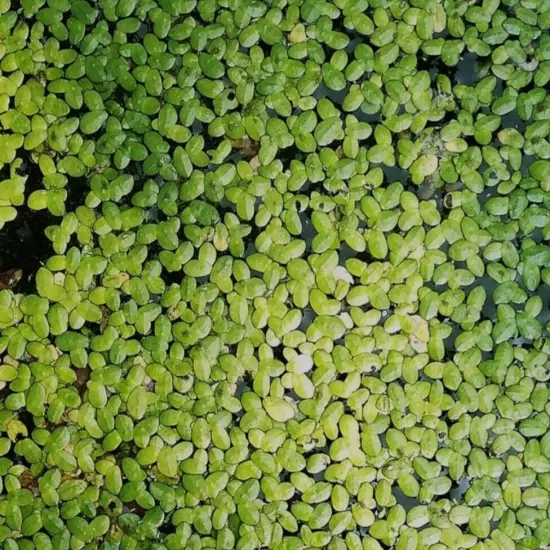 3500+ Plants Duckweed Live Plant BUY2GET 1 FREE! Aquarium-FREE SHIPPING! 