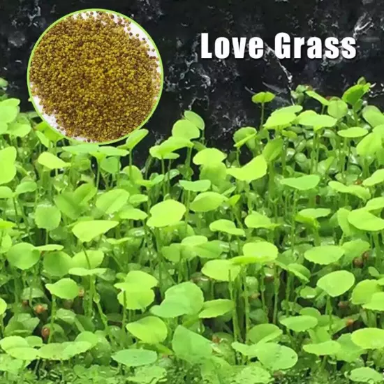 10g/bag Aquarium Plant Seeds Fish Tank Aquatic Water Grass Foreground Easy Plant