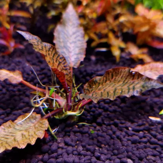 Cryptocoryne Nurii Grown in Vitro Tissue Culture Freshwater Aquarium Live Plants