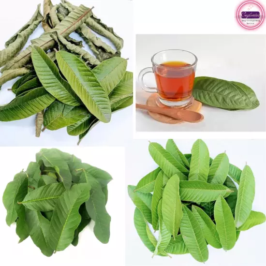 1000+Dried Guava Leaves Herbal Tea Hojas de Guayaba Psidium Guajava For Diabcare