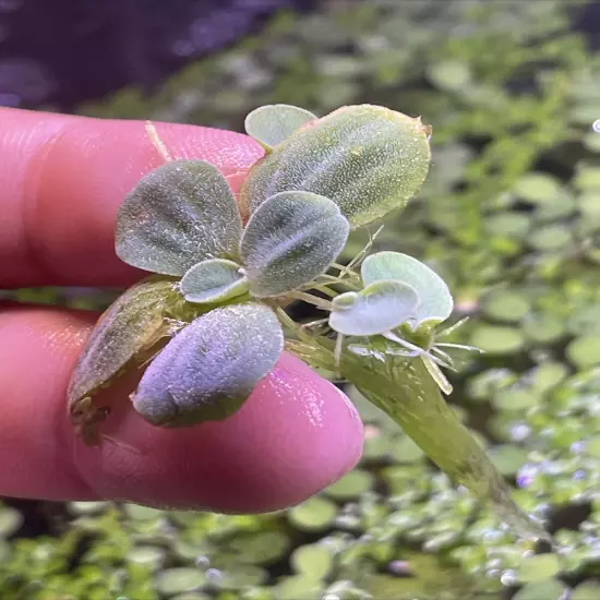 5+ Dwarf Water Lettuce -super easy Aquarium / Pond plant (fish Not Included)