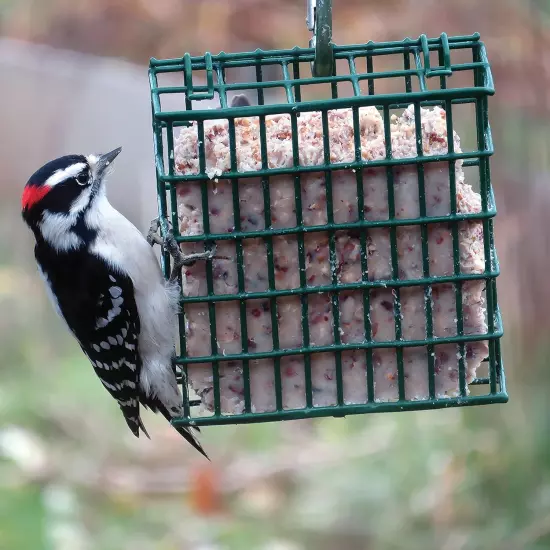 Berry Suet Treat 11.75 Ounces, 12 Pack