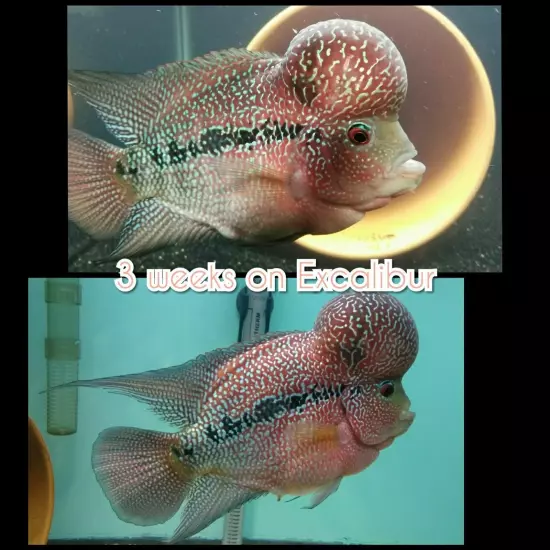 Excalibur Flowerhorn Grooming Pack 4 100g bags