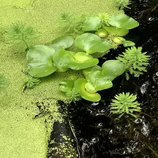 Water Hyacinth (1) & Duckweed Aquatic Floating Water Pond Plant