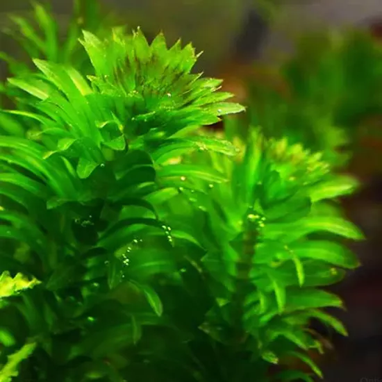 Green Tropical Live Aquarium Plants Freshwater Aquatic Pond Water Decorations 