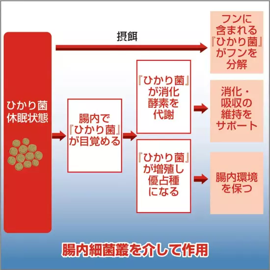 Saki-Hikari R Multi Season M Maintaining immunity FLOATING Koi Food 33 lbs 15kg