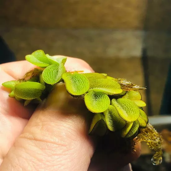 1 Salvinia Minima Live Floating Aquatic Plant Freshwater Aquarium & Pond Plants