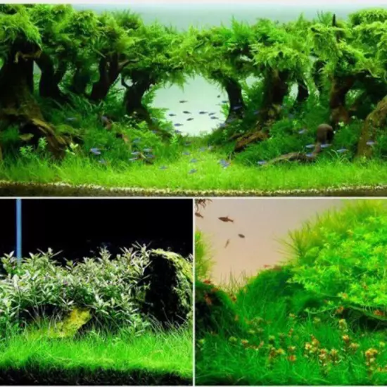 Plant Seed Fish Tank Aquarium Aquatic Water Grass Decor Garden Foreground Seeds