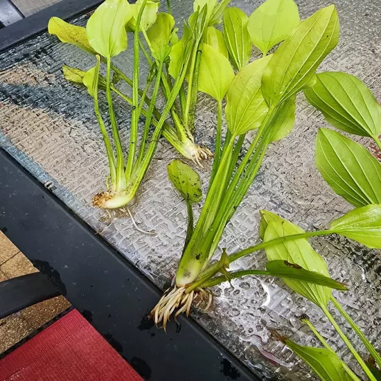 Amazon Sword Plant Buy 2 Get 1 Free Aquarium Or Pond