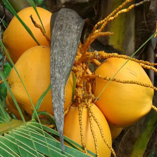 king coconut Sri Lanka, organic Ceylon beverages