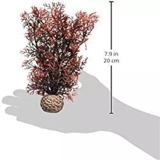 Small Crimson Sea Fan