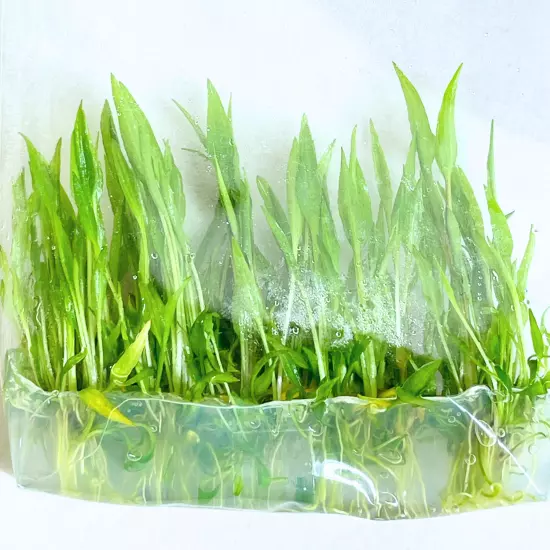 Cryptocoryne Wendtii Green Grown in Vitro Tissue Culture Premium Aquatic Plants