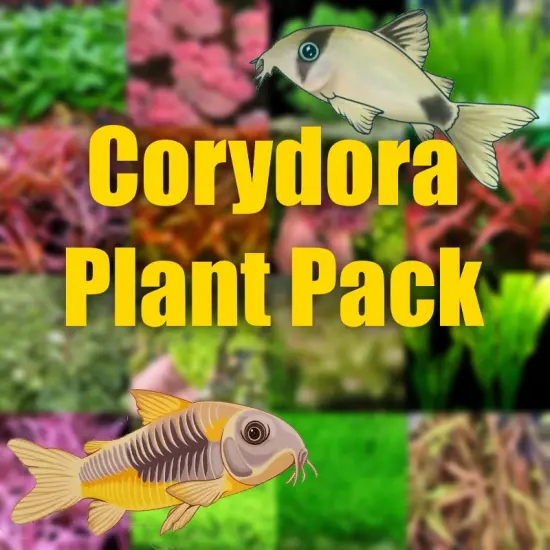 Corydora Aquarium plant package filled with Aquarium plants perfect for corydora