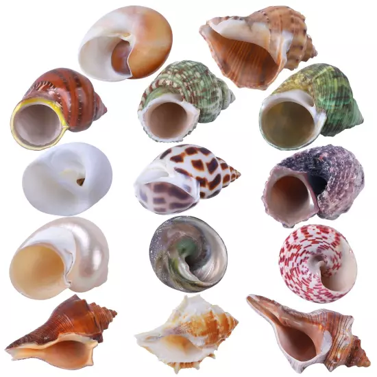 14PCS 14 Kind Natural Hermit Crab Shells Size 1" - 3.5", Opening 0.8" - 1.5" ...