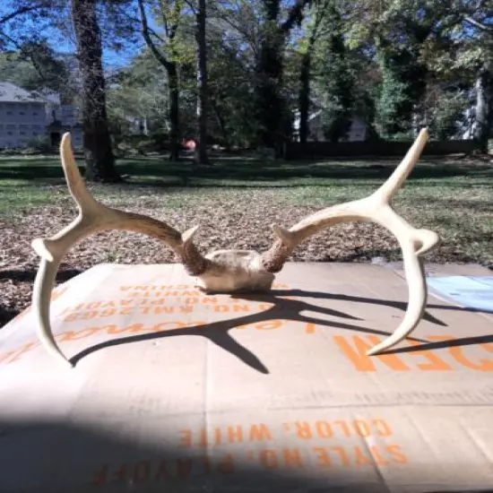 Deer antlers 8 point