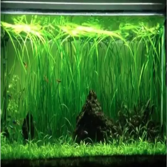 6 Plants Jungle Vals Vallisneria Live Freshwater Aquarium Plants beginner tank