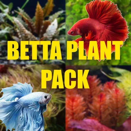 $35 Betta Aquarium Plant package! Plants for Bettas!