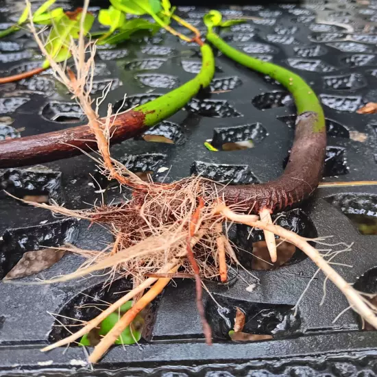 3 Red Mangrove Tree Live Plants With Roots! Aquarium Freshwater Saltwater! Tank