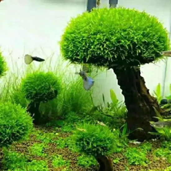 Fish Tank Plant Moss Tree Decorations Landscaping Wood Plant Root Driftwood Aqua