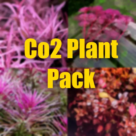 $20 Co2 Aquarium plant package filled with Organic Plants they require Co2