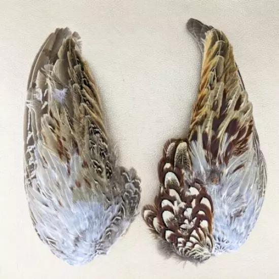 W160d Pheasant Wings Pair Feather smudge oddities Decorative Curiosities craft