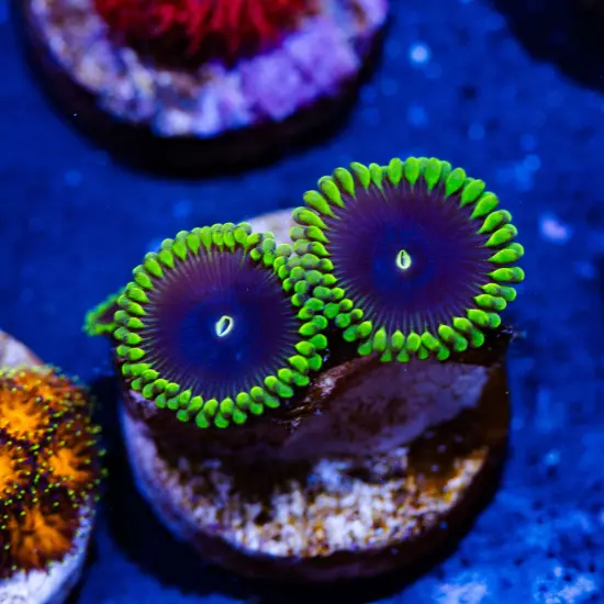 OG Purple People Eater Zoanthids 3p, WYSIWYG Live Coral