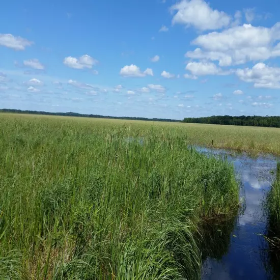 Hand-Harvested Wild Rice - 100% Natural NOT Cultivated Minnesota-Grown