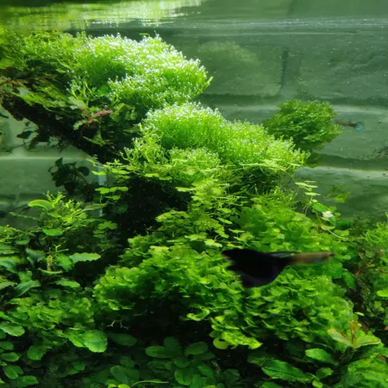 Riccia fluitans-live freshwater beginner Aquarium plants, moss, ada, anubias