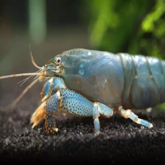 Vampire AKA Viper Shrimp (Atya gabonensis)